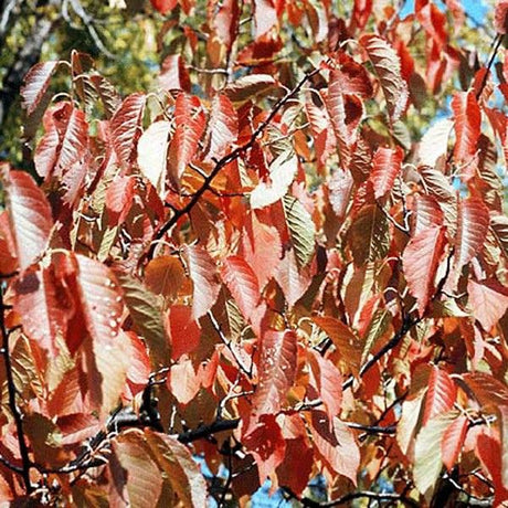 Native American Plum