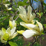 Magnolia Butterflies