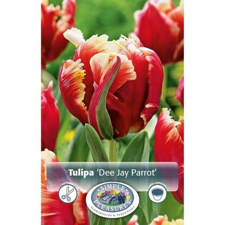 Dee Jay Parrot Tulip