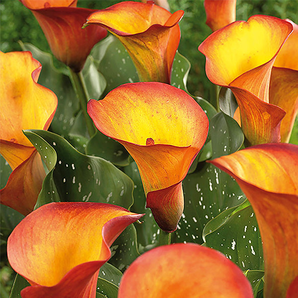 Flame Calla Lily