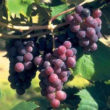 Catawba Grape Vine