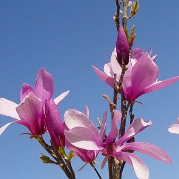 Betty Magnolia Shrub