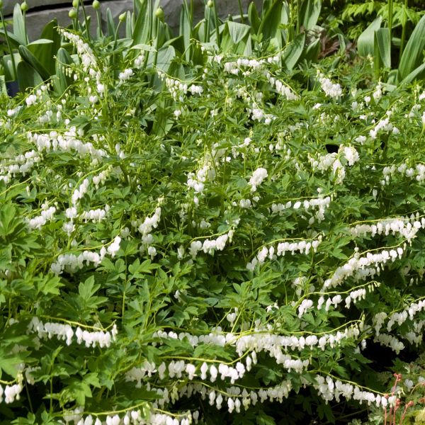 Dicentra Spectabilis Alba