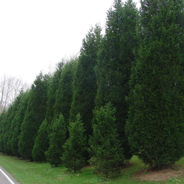 Leyland Cypress