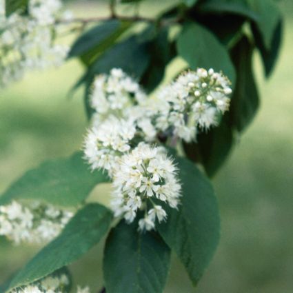 Amur Chokecherry