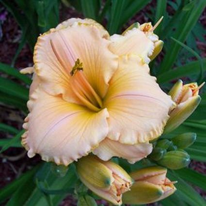 Spanish Glow Daylily