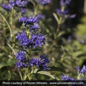 Proven Winners? Beyond Midnight? Bluebeard