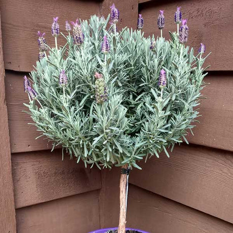 Anouk Spanish Lavender Tree Form