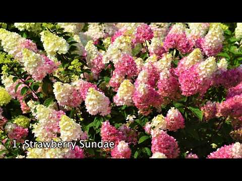 Little Quick Fire&reg; Panicle Hydrangea