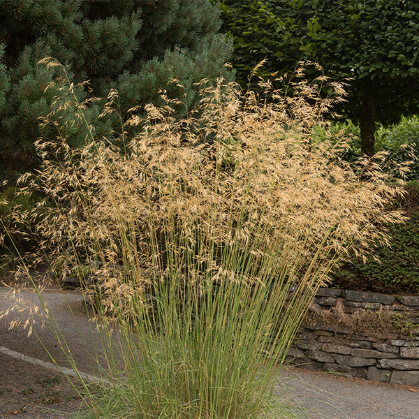 Giant Feather Grass