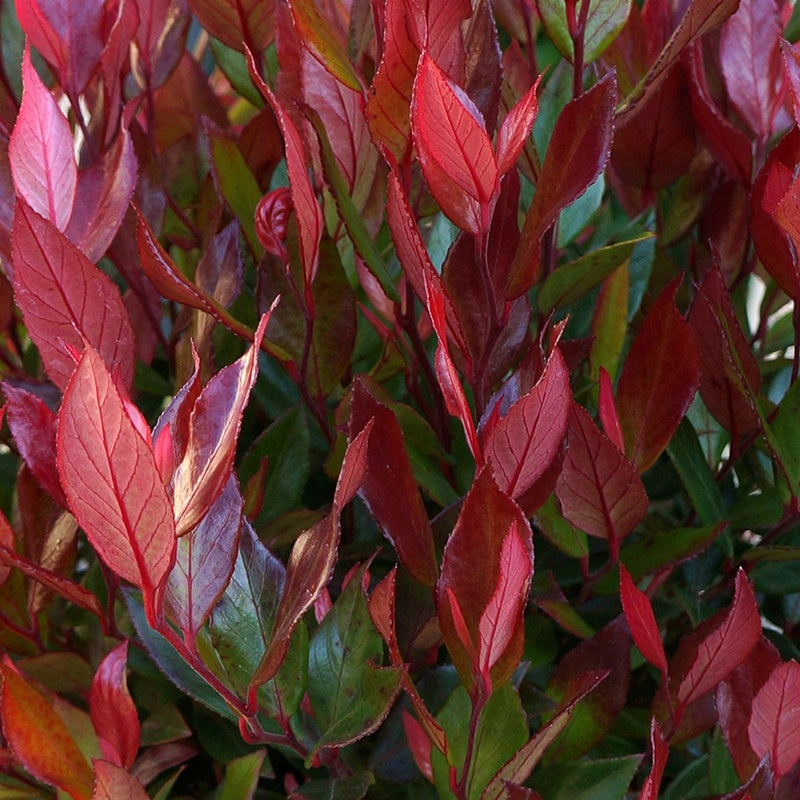 Leafscape&trade; Little Flames Leucothoe