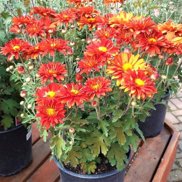 Mammoth&trade; Red Daisy Garden Mum