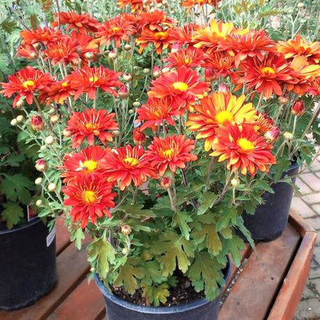 Mammoth&trade; Red Daisy Garden Mum