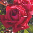 Chrysler Imperial Hybrid Tea Rose