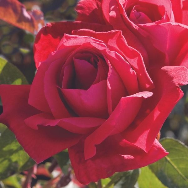 Chrysler Imperial Hybrid Tea Rose