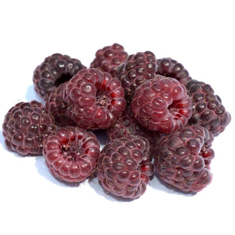 Royalty Raspberry Bush