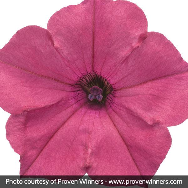 Supertunia Vista&reg; Fuchsia Petunia