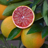 Sanguinelli Blood Orange Tree