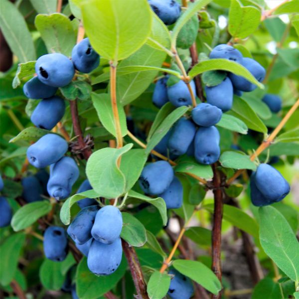 Tundra Honeyberry Plant