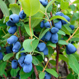 Tundra Honeyberry Plant