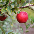 Red Fuji Apple Tree