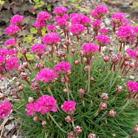 Sea Thrift