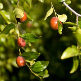 Sugar Cane Jujube Tree