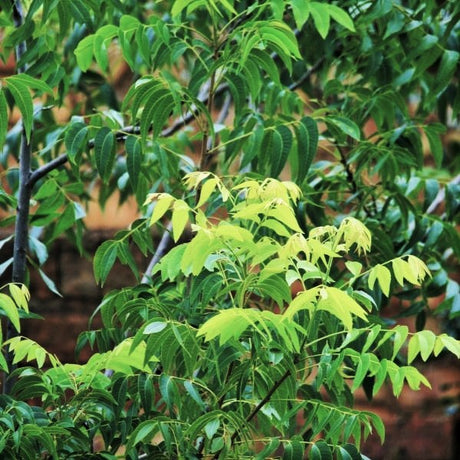 Desirable Pecan Tree