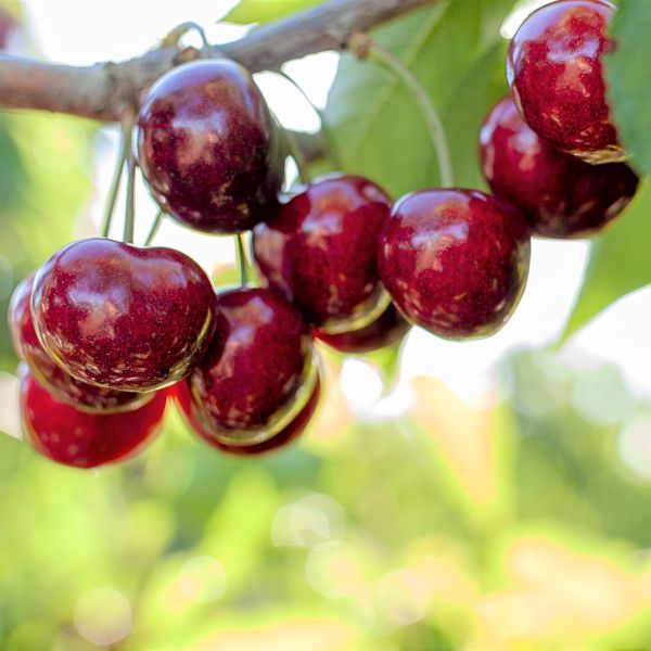 Stella Cherry Tree