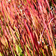 Shenandoah Red Switch Grass