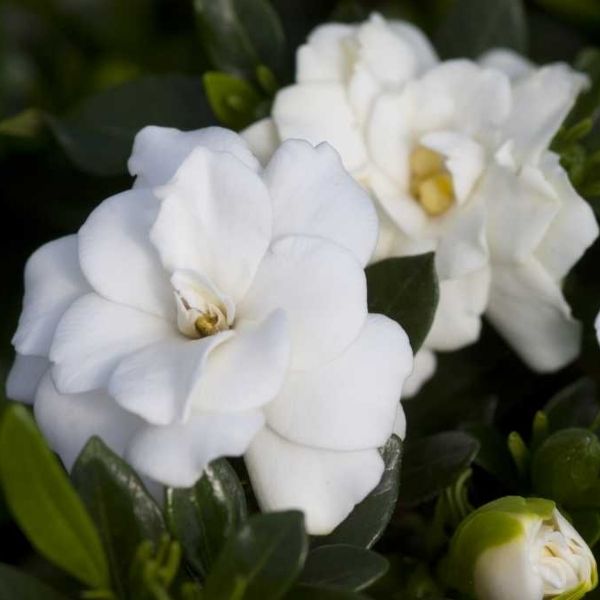 First Editions&reg; Double Mint Gardenia