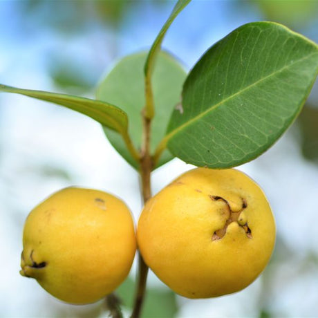 Lemon Guava Tree