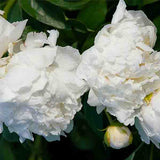 Bowl of Cream Peony