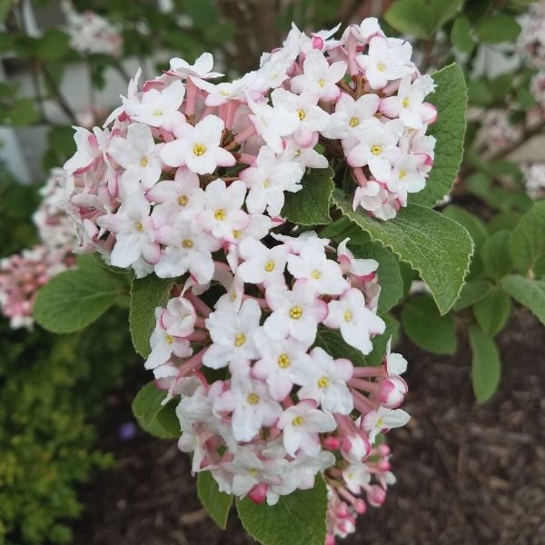 Korean Spice Viburnum