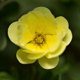 First Editions&reg; Lemon Meringue&trade; Potentilla