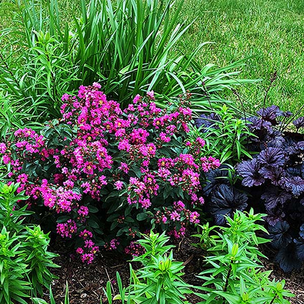 GreatMyrtle&trade; Cherry Delight Crape Myrtle Shrub