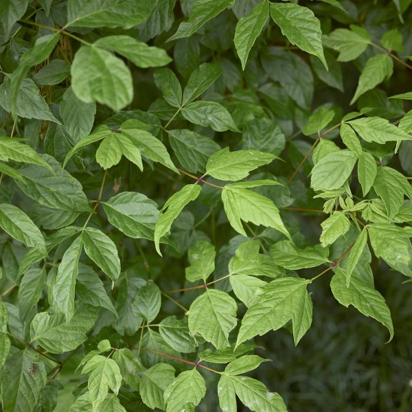 Sensation Boxelder Maple