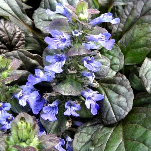 Catlin's Giant Ajuga