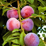 Methley Plum Tree