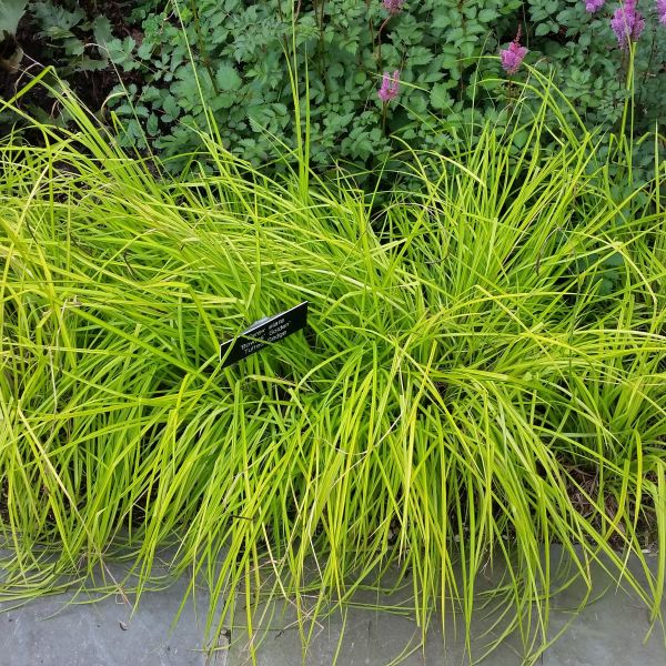 Bowles Golden Sedge Grass