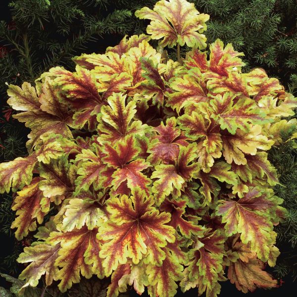 Heucherella Golden Zebra