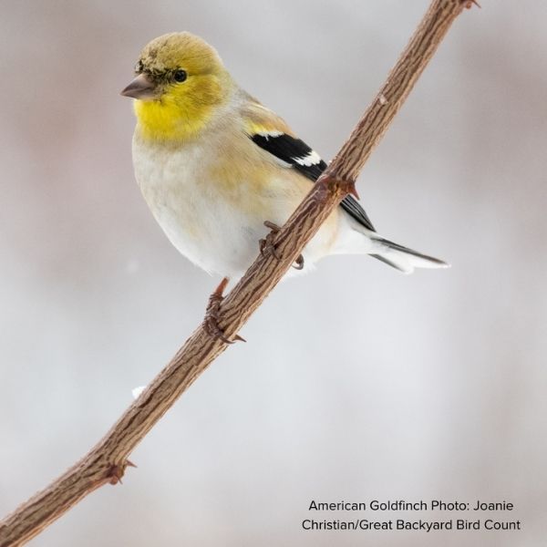 Audubon&reg; Native American Hornbeam