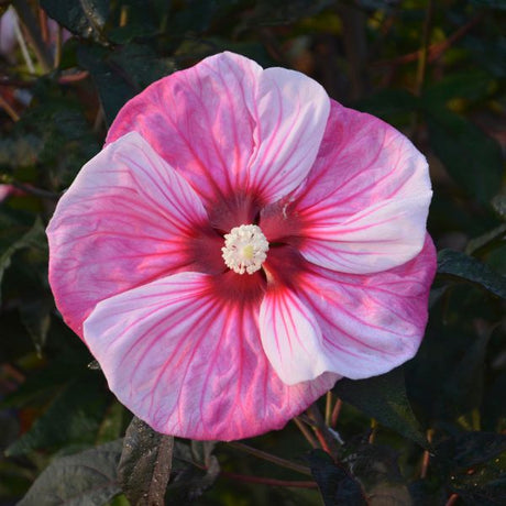 Hardy Hibiscus Cherry Choco Latte