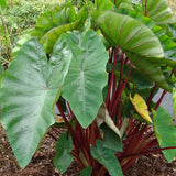 Hawaiian Punch Elephant Ear