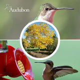 Audubon&reg; Native Kentucky Coffeetree