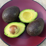 Hass Avocado Tree