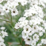 Festival Star Baby's Breath