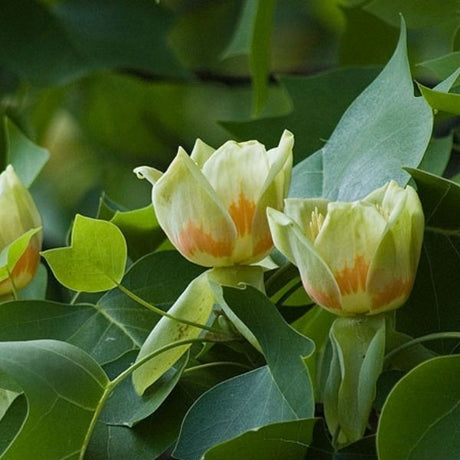 Tulip Poplar