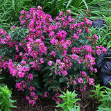 GreatMyrtle&trade; Cherry Delight Crape Myrtle Shrub