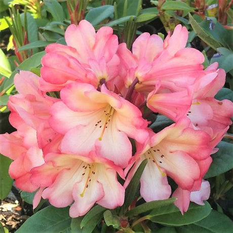 Honey Butter Rhododendron